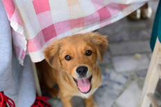 Cafe Savvy Canines